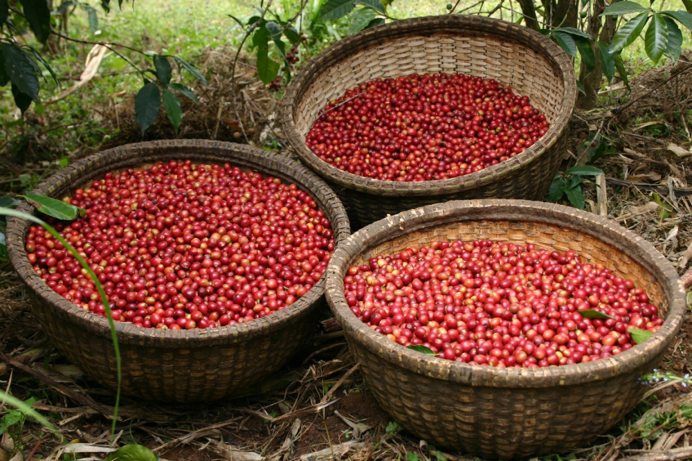 Alwaal Albari Ethiopia Sidamo 200G