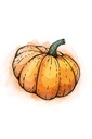 The Coffee Factory - Peru Pumpkin 250 G
